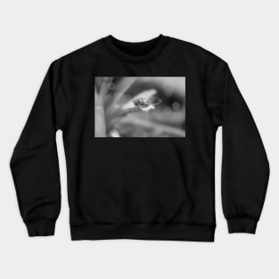 Cicada on Pineapple Tree in Summer Light in Black and White Crewneck Sweatshirt